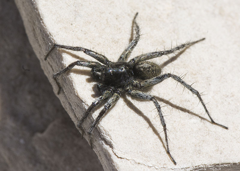 Pardosa sp. maschio - P.N. del Gran Sasso